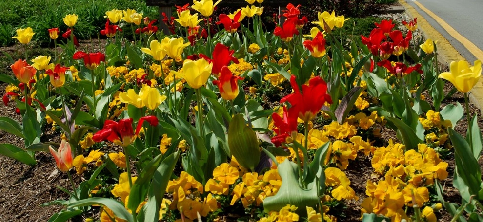 Flowering Bulbs -- Tulips by GardenArt - Photo 8