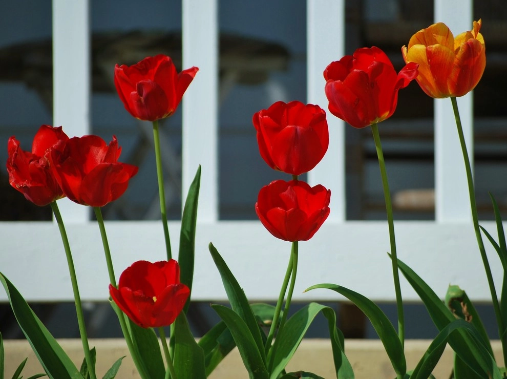 Flowering Bulbs -- Tulips by GardenArt - Photo 2
