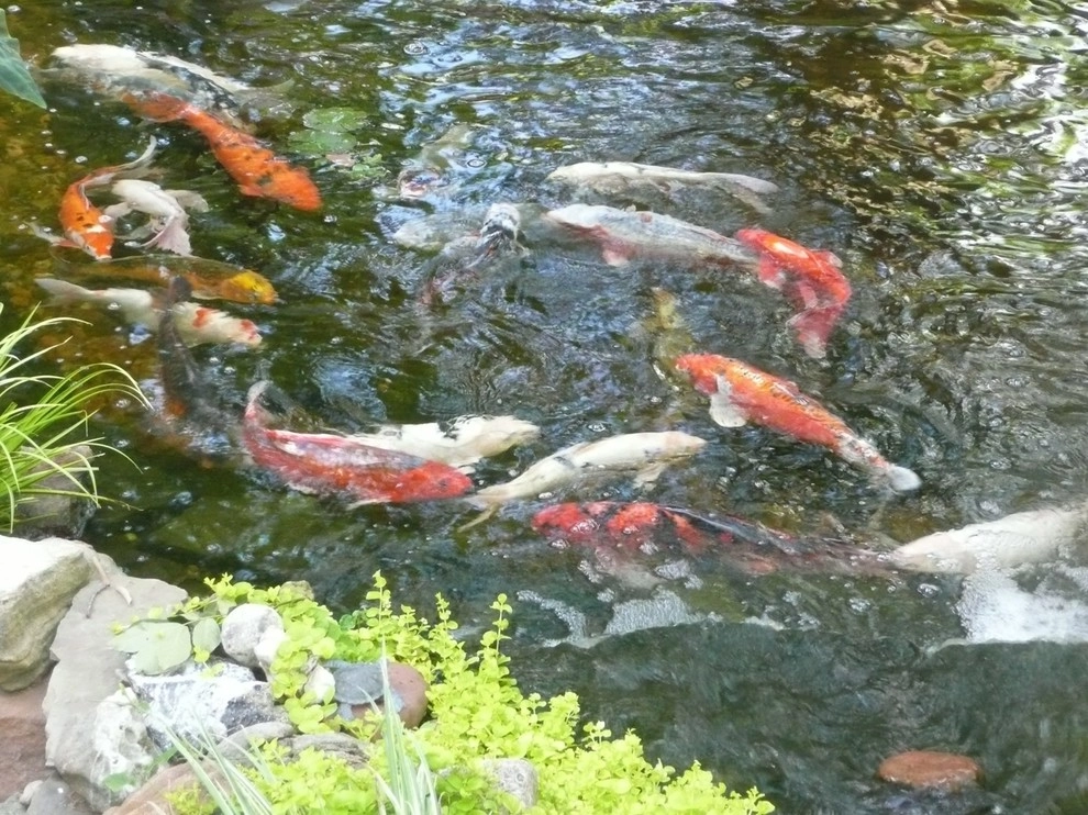Water Gardens by Gardening Angel Landscaping - Photo 11