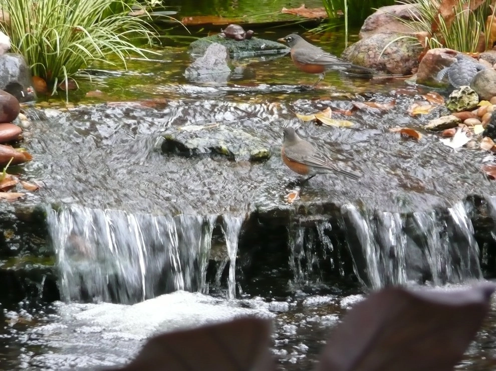 Water Gardens by Gardening Angel Landscaping - Photo 12