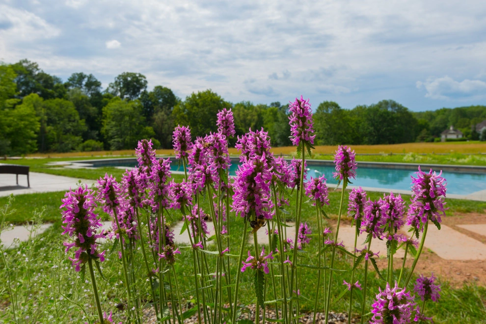Provincial Pool by Britney O'Donnell Garden Design - Photo 25