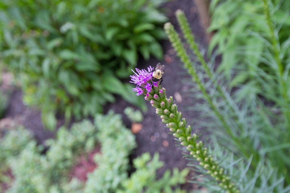 Lambertville Garden by Britney O'Donnell Garden Design - Photo 7