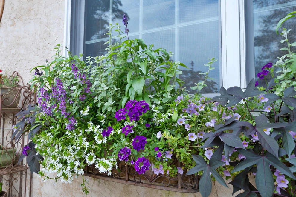 Poolscape and Planters by Britney O'Donnell Garden Design - Photo 12