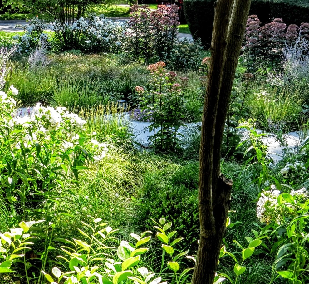Evanston Prairie by Greenwise Organic Lawn Care And Landscape Design - Photo 4