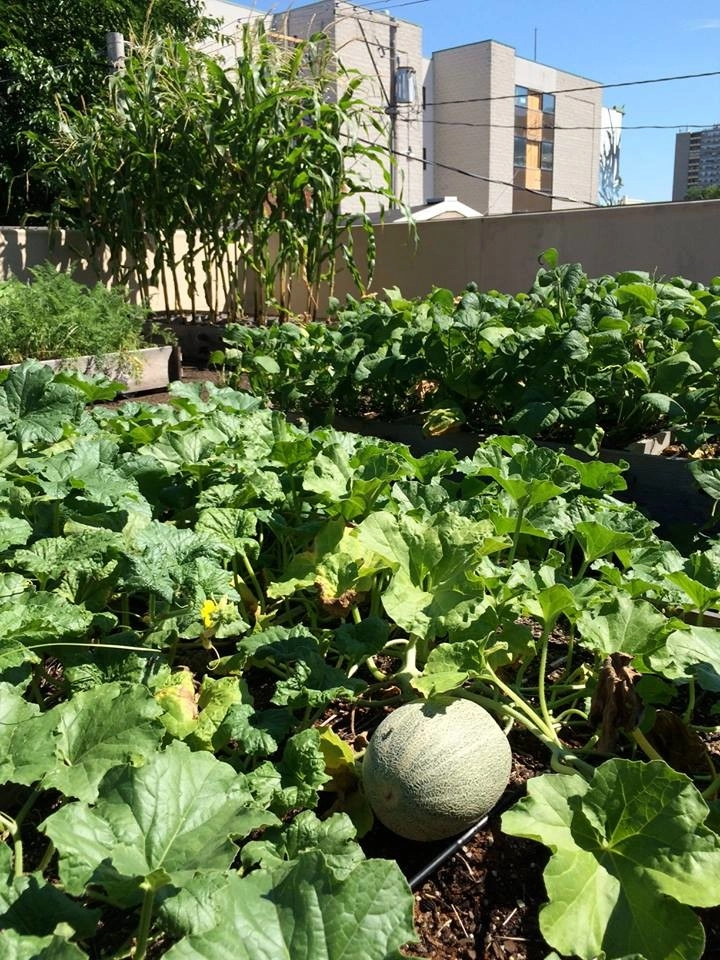 City Rooftop Vegetable Garden by Hanselman Landscape And Gardens - Photo 2