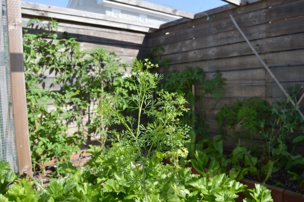Organic Edible Gardens by Harvest To Home Vegetable & Herb Garden Service - Photo 12