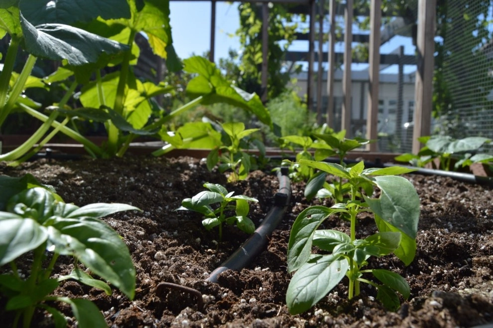 Harvest To Home Vegetable & Herb Garden Service - Photo 5