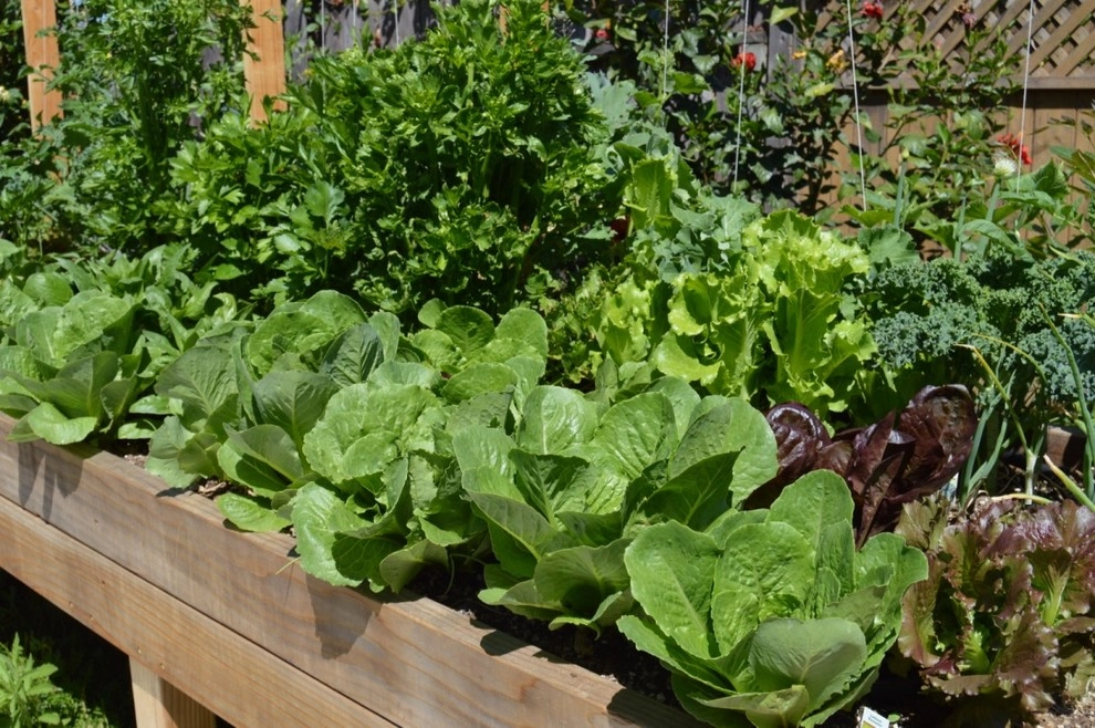 Organic Edible Gardens by Harvest To Home Vegetable & Herb Garden Service - Photo 7