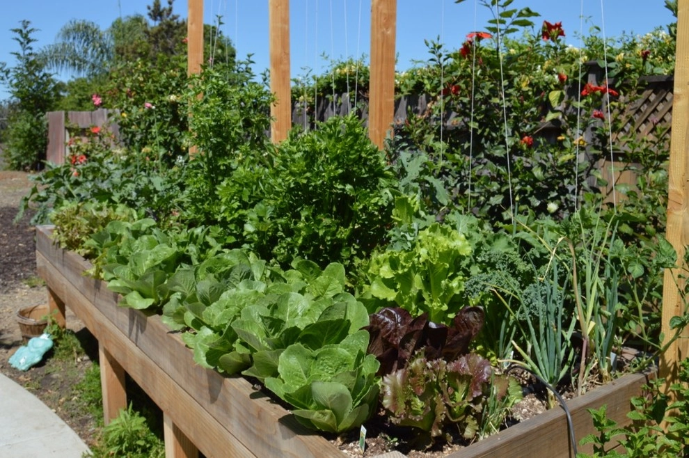 Harvest To Home Vegetable & Herb Garden Service - Photo 14
