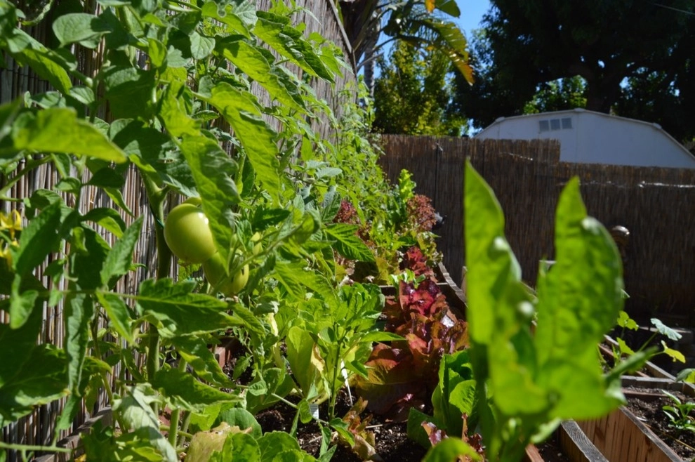 Harvest To Home Vegetable & Herb Garden Service - Photo 8