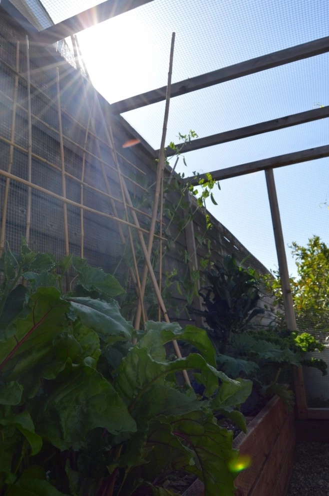 Organic Edible Gardens by Harvest To Home Vegetable & Herb Garden Service - Photo 17