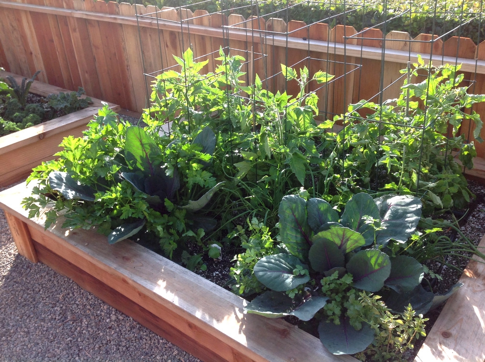 Shady Canyon Vegetable & Herb Garden by Harvest To Home Vegetable & Herb Garden Service - Photo 4