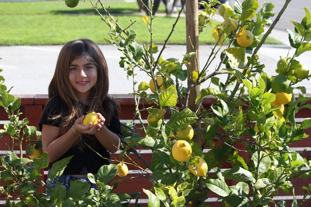 Our Show Room by Harvest To Home Vegetable & Herb Garden Service - Photo 6
