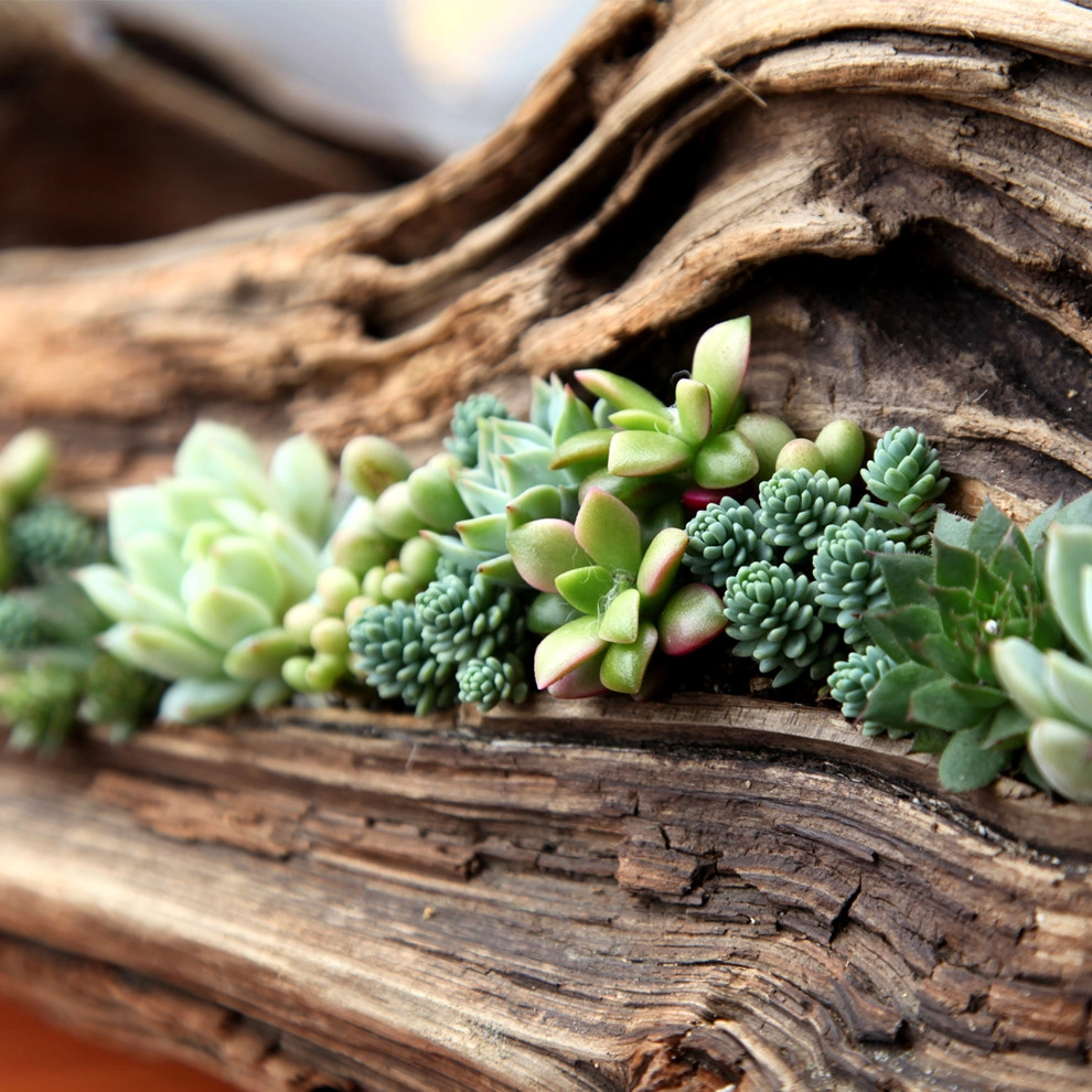 Our Show Room by Harvest To Home Vegetable & Herb Garden Service - Photo 2