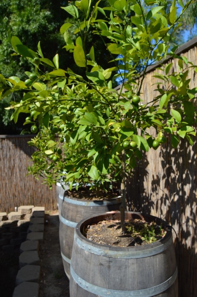 Organic Edible Gardens by Harvest To Home Vegetable & Herb Garden Service - Photo 13