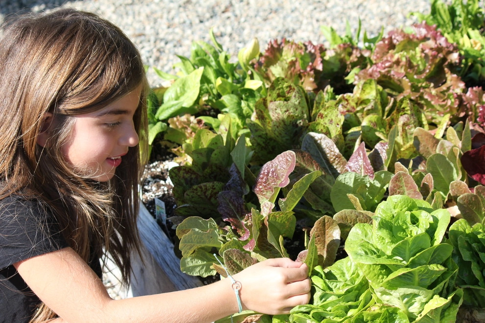 Our Show Room by Harvest To Home Vegetable & Herb Garden Service - Photo 8