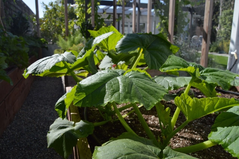 Organic Edible Gardens by Harvest To Home Vegetable & Herb Garden Service - Photo 19