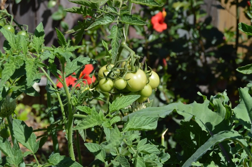 Organic Edible Gardens by Harvest To Home Vegetable & Herb Garden Service - Photo 27