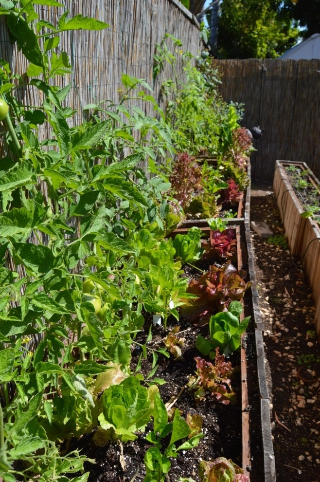 Harvest To Home Vegetable & Herb Garden Service - Photo 13