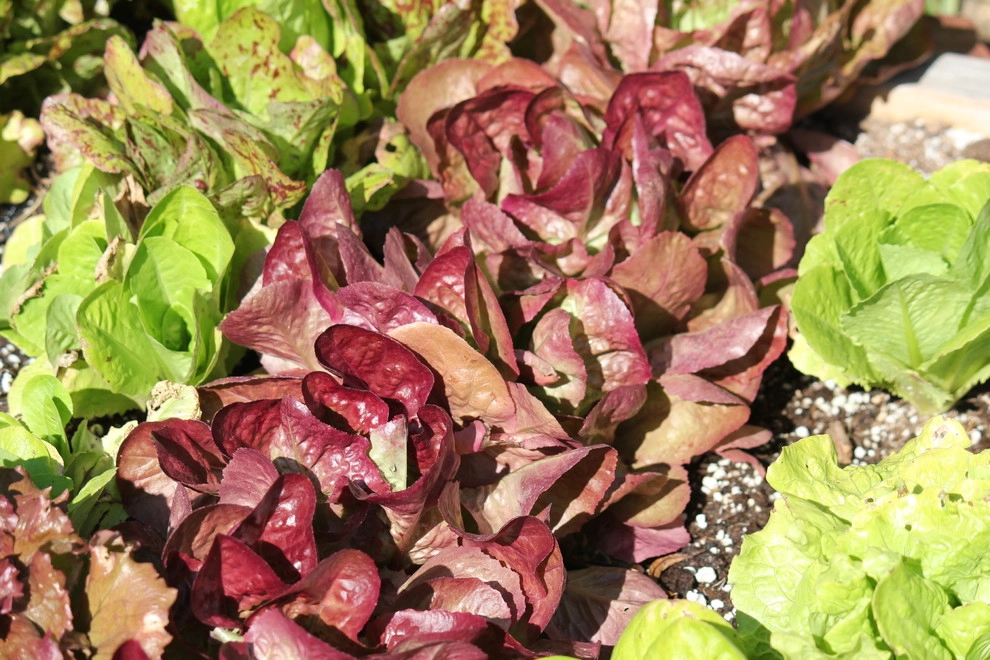 Our Show Room by Harvest To Home Vegetable & Herb Garden Service - Photo 7