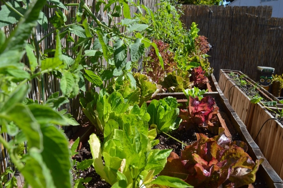 Organic Edible Gardens by Harvest To Home Vegetable & Herb Garden Service - Photo 11