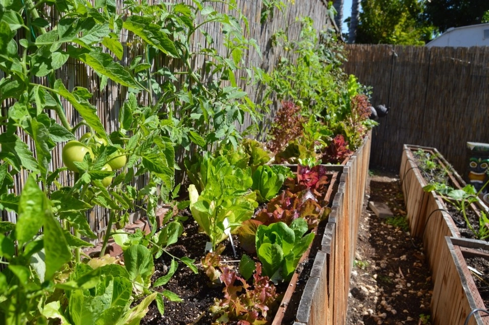 Harvest To Home Vegetable & Herb Garden Service - Photo 10