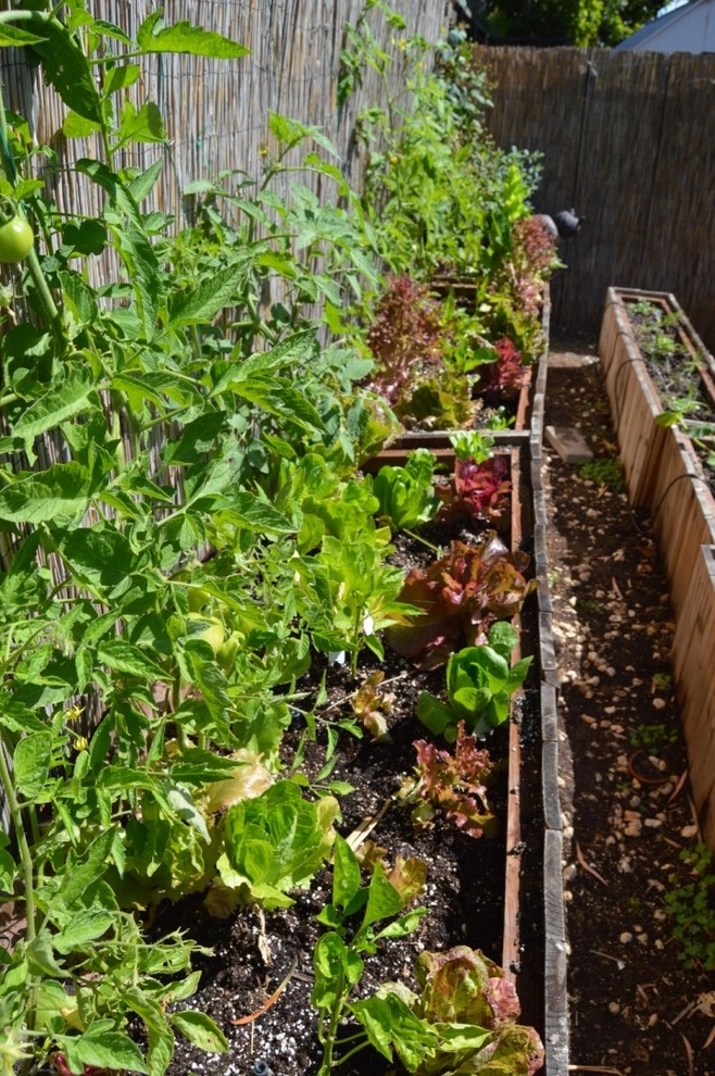 Organic Edible Gardens by Harvest To Home Vegetable & Herb Garden Service - Photo 28