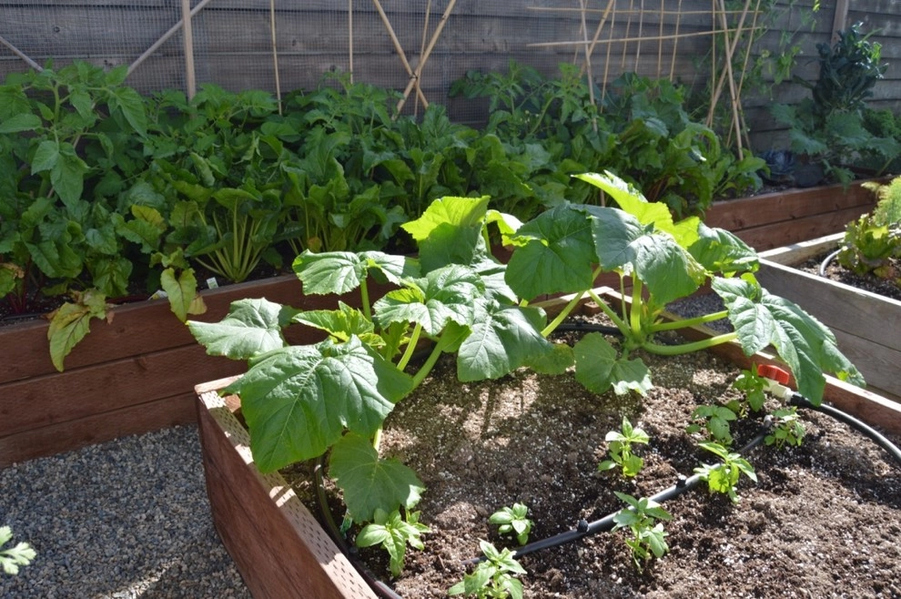 Organic Edible Gardens by Harvest To Home Vegetable & Herb Garden Service - Photo 16