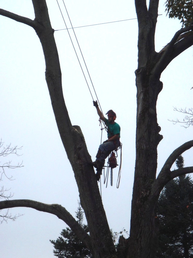 Henderson's Tree & Garden Services - Photo 12