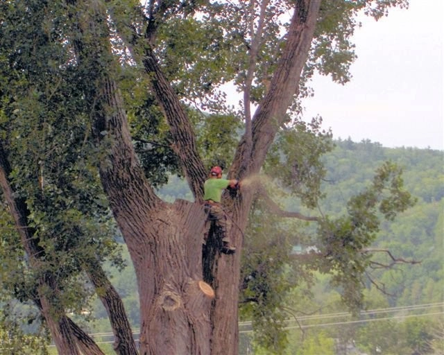 Henderson's Tree & Garden Services - Photo 13