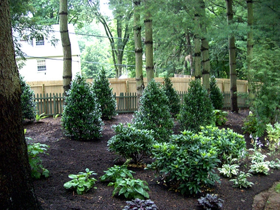 Privacy Screenings by Holly Days Nursery & Landscaping - Photo 2