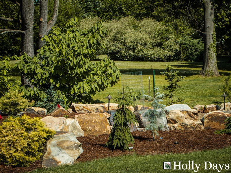 Landscape and Hardscape, Ambler, Pa by Holly Days Nursery & Landscaping - Photo 6