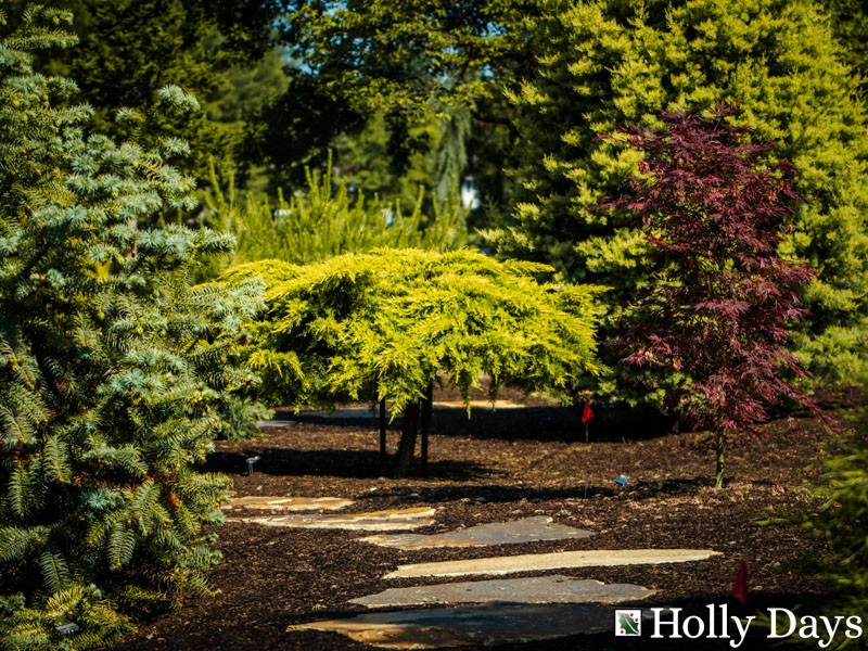 Landscape and Hardscape, Ambler, Pa by Holly Days Nursery & Landscaping - Photo 23