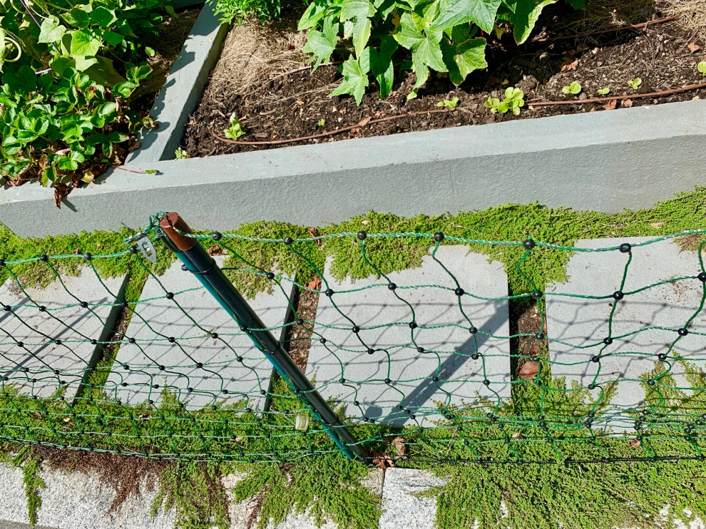 Brookline Edible Garden Paradise by HomeHarvest - Edible Landscapes And Construction - Photo 5