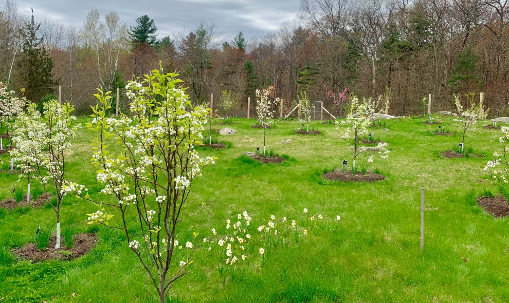 Organic Fruit Orchard by HomeHarvest - Edible Landscapes And Construction - Photo 3