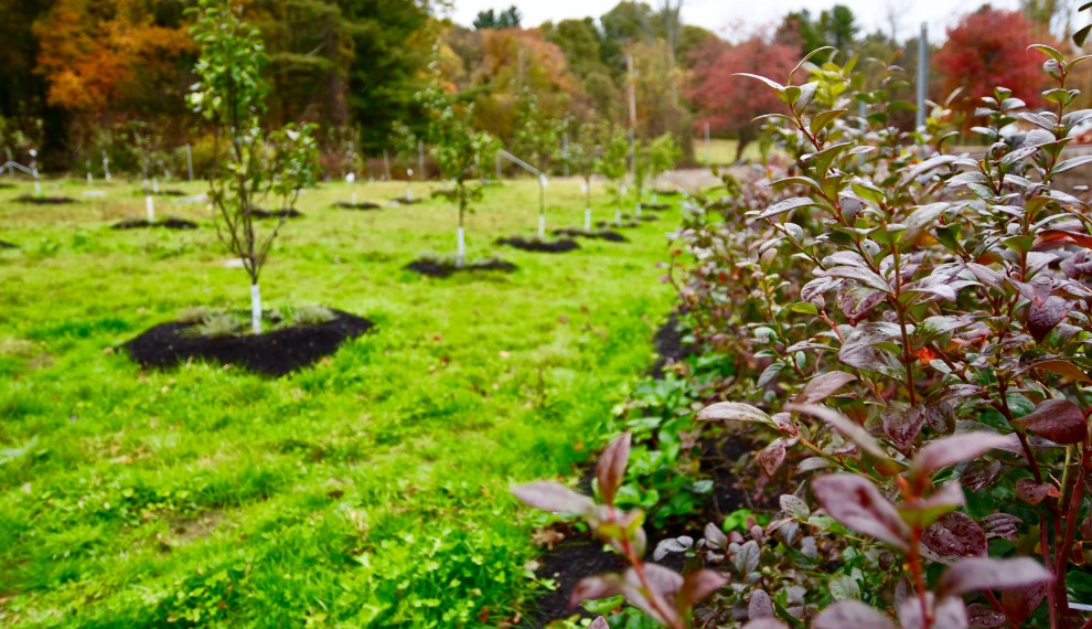 Organic Fruit Orchard by HomeHarvest - Edible Landscapes And Construction - Photo 13
