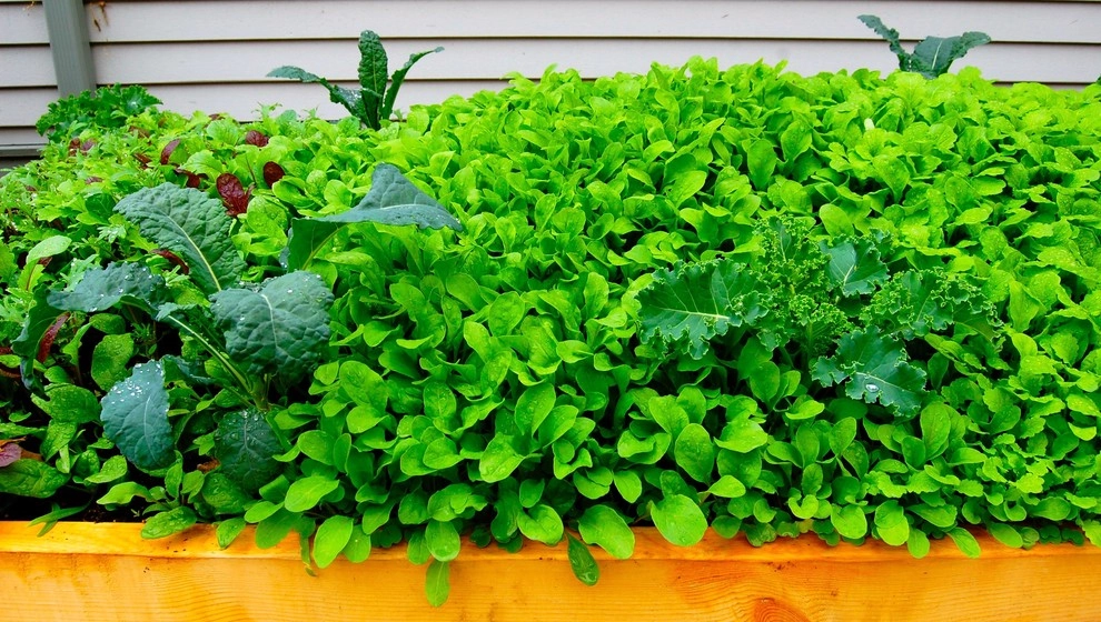 HomeHarvest - Edible Landscapes And Construction - Photo 9