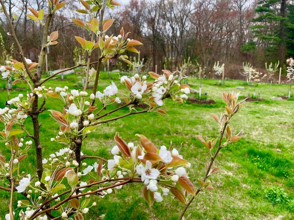 Organic Fruit Orchard by HomeHarvest - Edible Landscapes And Construction - Photo 14