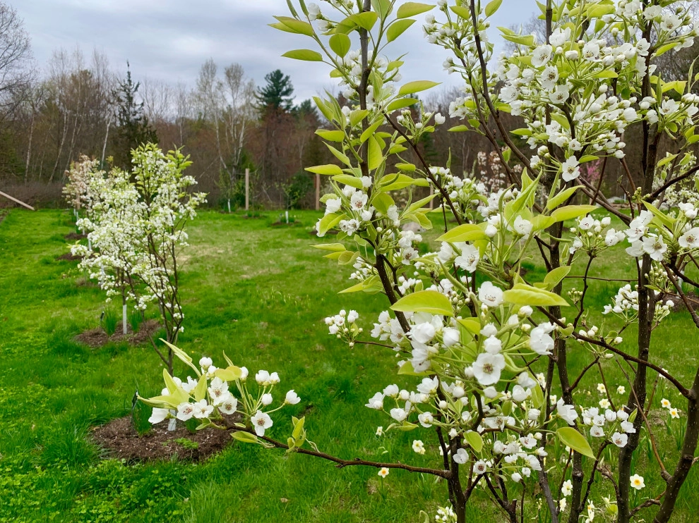 Organic Fruit Orchard by HomeHarvest - Edible Landscapes And Construction - Photo 17