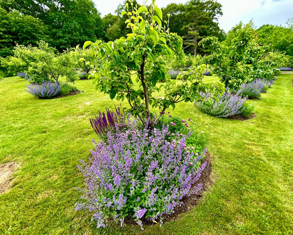 Organic Fruit Orchard by HomeHarvest - Edible Landscapes And Construction - Photo 8