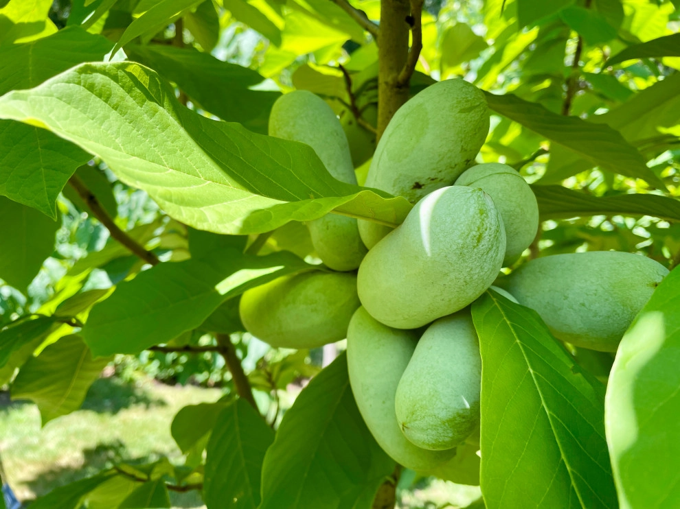 Organic Fruit Orchard by HomeHarvest - Edible Landscapes And Construction - Photo 18