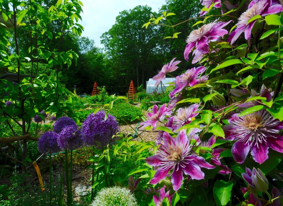 Edible Rural Oasis - Conway, MA by HomeHarvest - Edible Landscapes And Construction - Photo 4