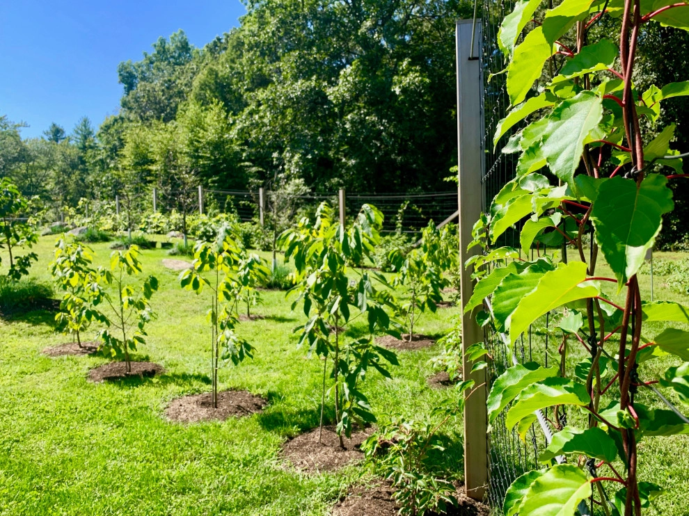 Organic Fruit Orchard by HomeHarvest - Edible Landscapes And Construction - Photo 10