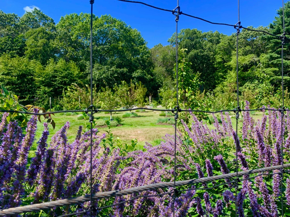 Organic Fruit Orchard by HomeHarvest - Edible Landscapes And Construction - Photo 12