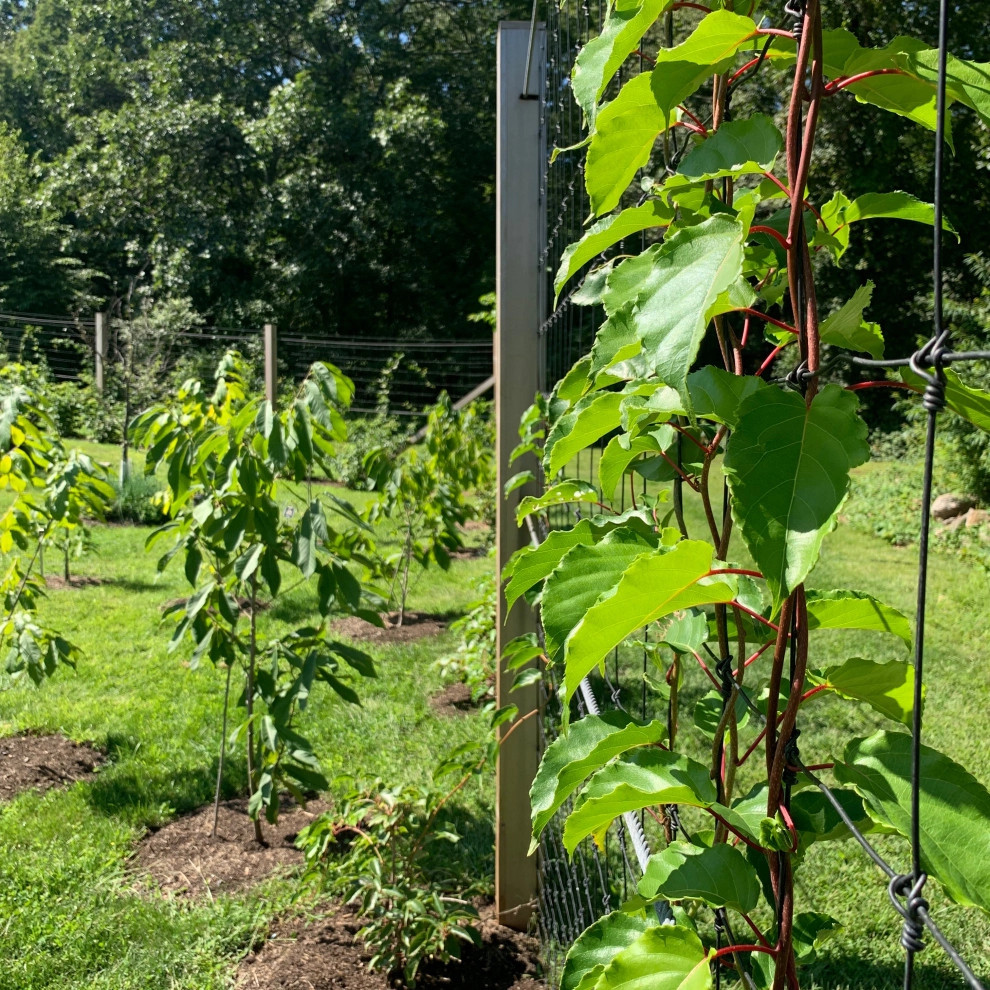 Organic Fruit Orchard by HomeHarvest - Edible Landscapes And Construction - Photo 15