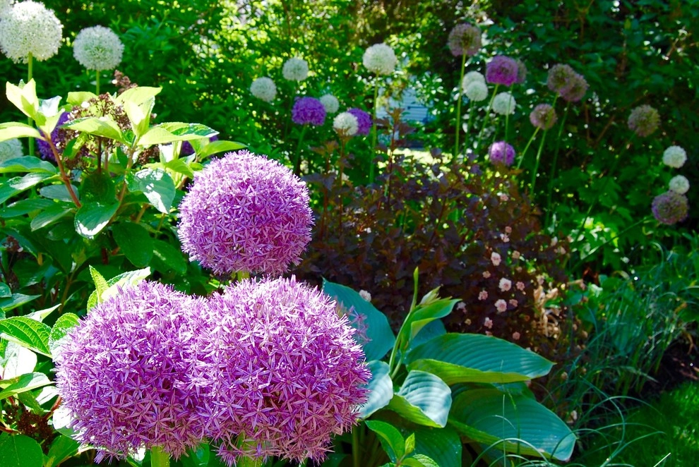 Artistic Edible Garden by HomeHarvest - Edible Landscapes And Construction - Photo 7