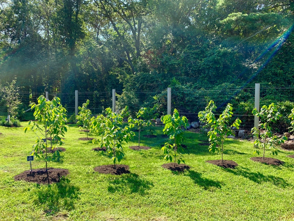 Organic Fruit Orchard by HomeHarvest - Edible Landscapes And Construction - Photo 16