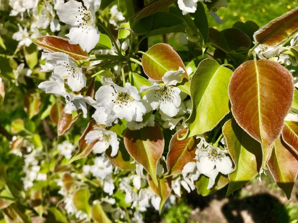 Organic Fruit Orchard by HomeHarvest - Edible Landscapes And Construction - Photo 2