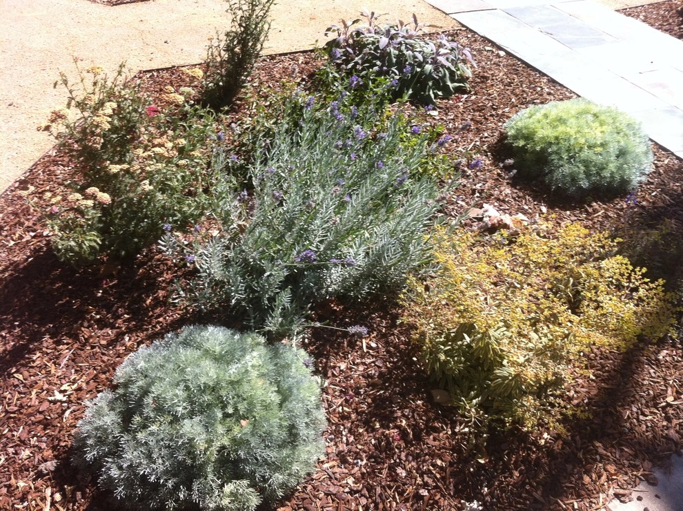 Formal Garden with low water plants by Hortus Design Sustainable Landscapes - Photo 25