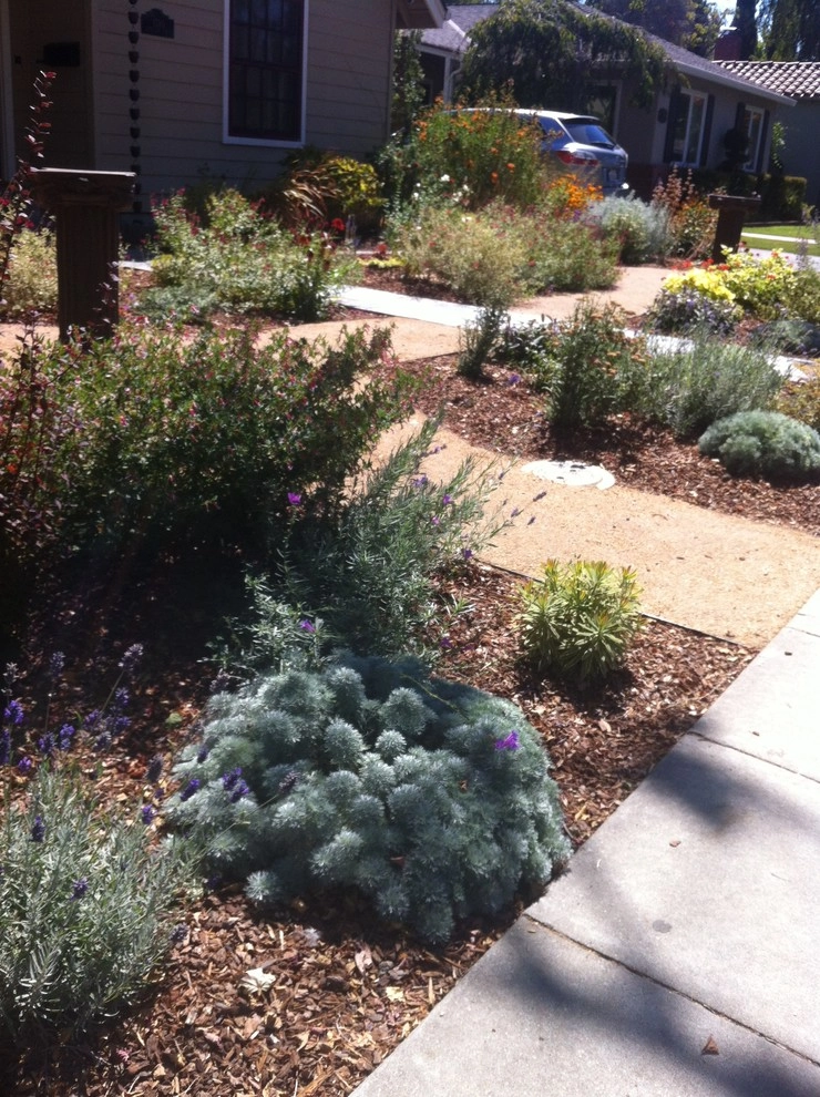 Formal Garden with low water plants by Hortus Design Sustainable Landscapes - Photo 33